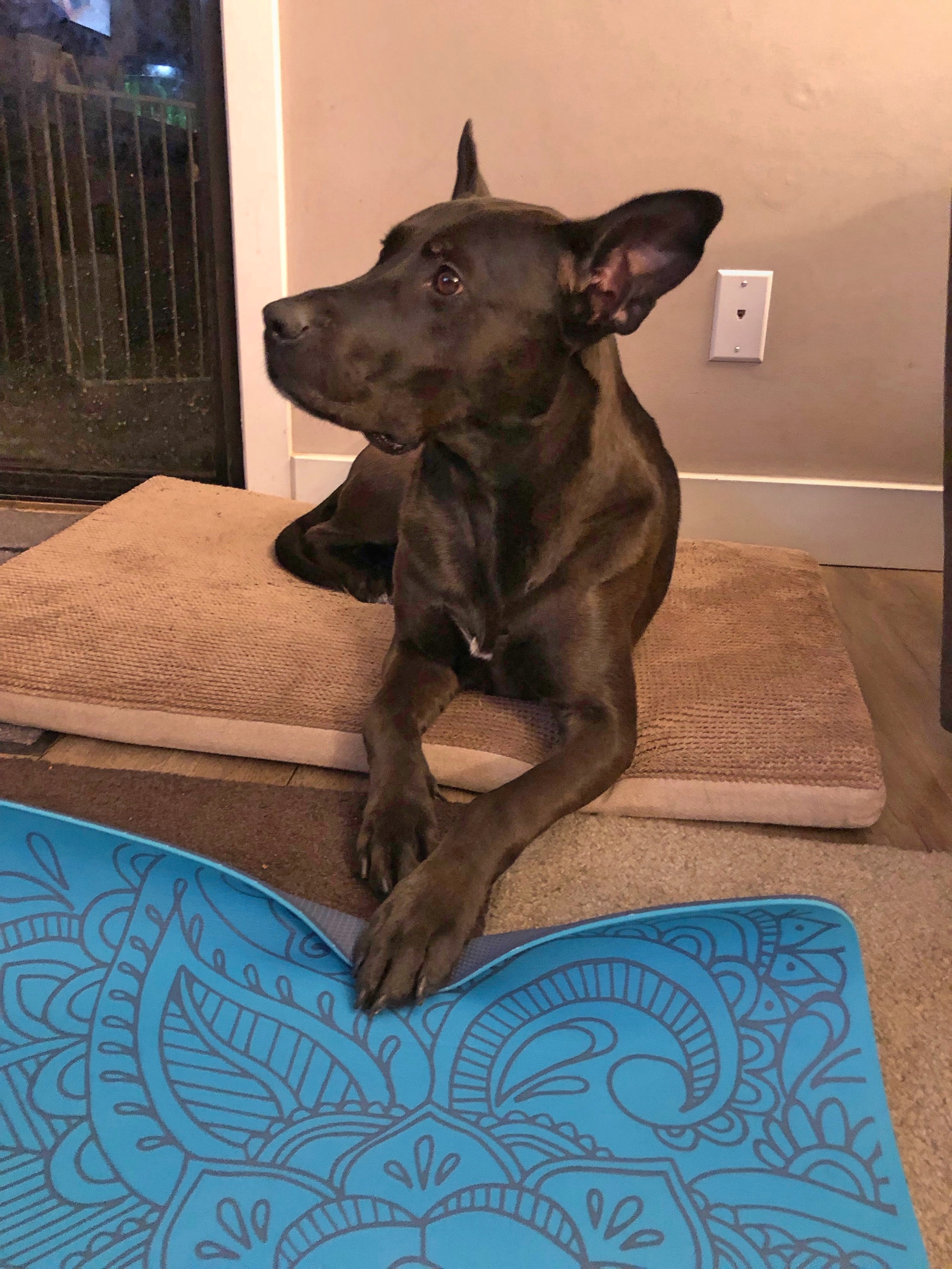 Black Lab Cross Dog with Paws on Yoga Mat