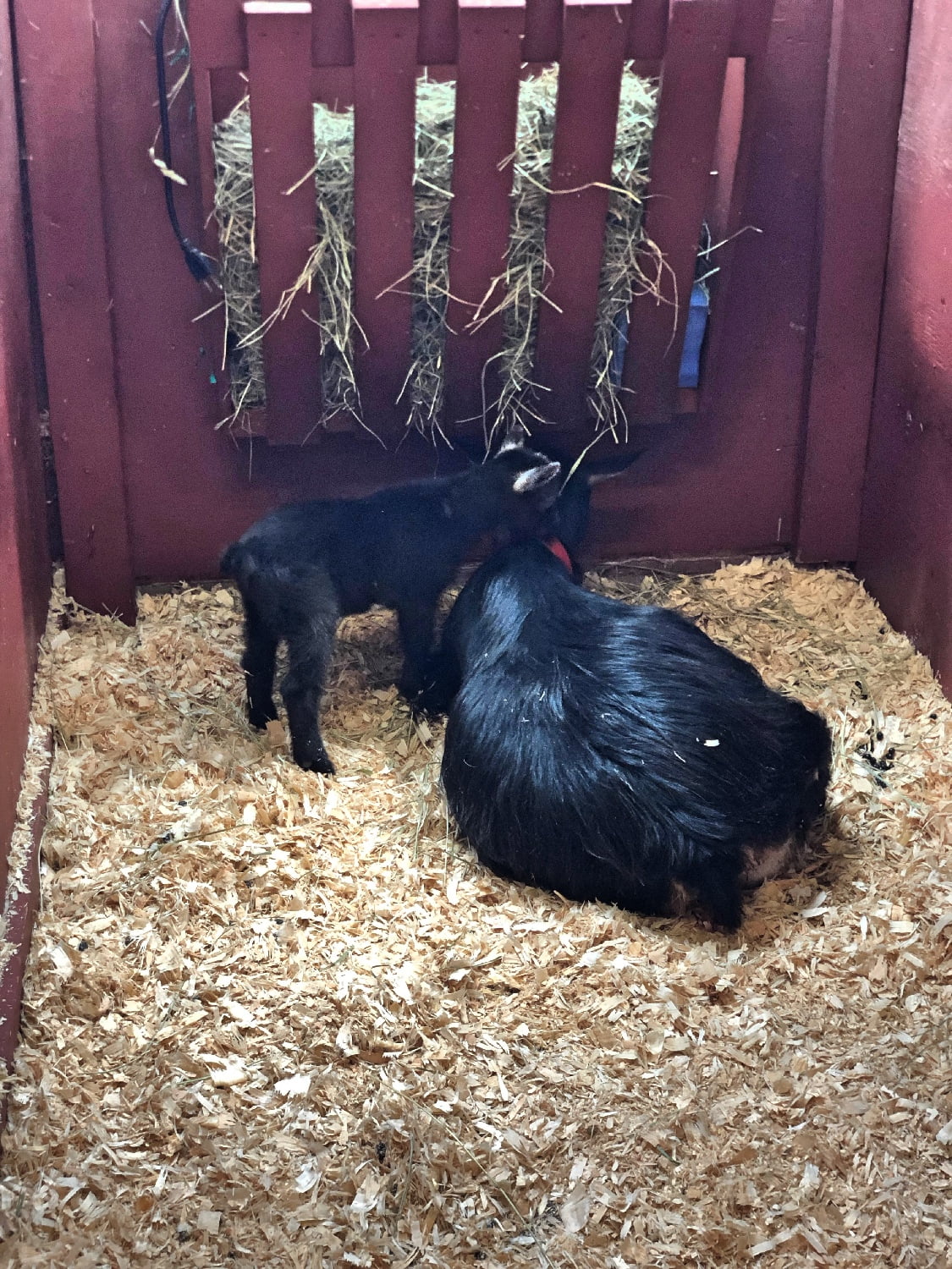 Beacon Hill Children's Farm Baby Goat and Mama