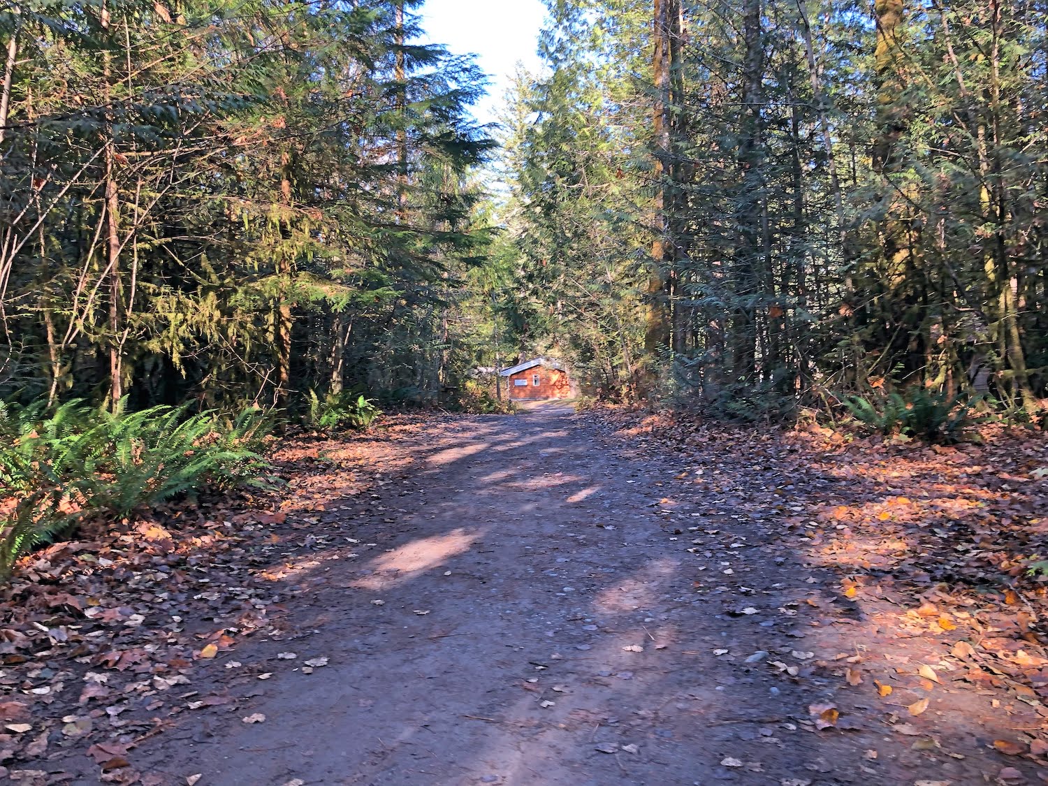 Leafy Pathway in Autumn