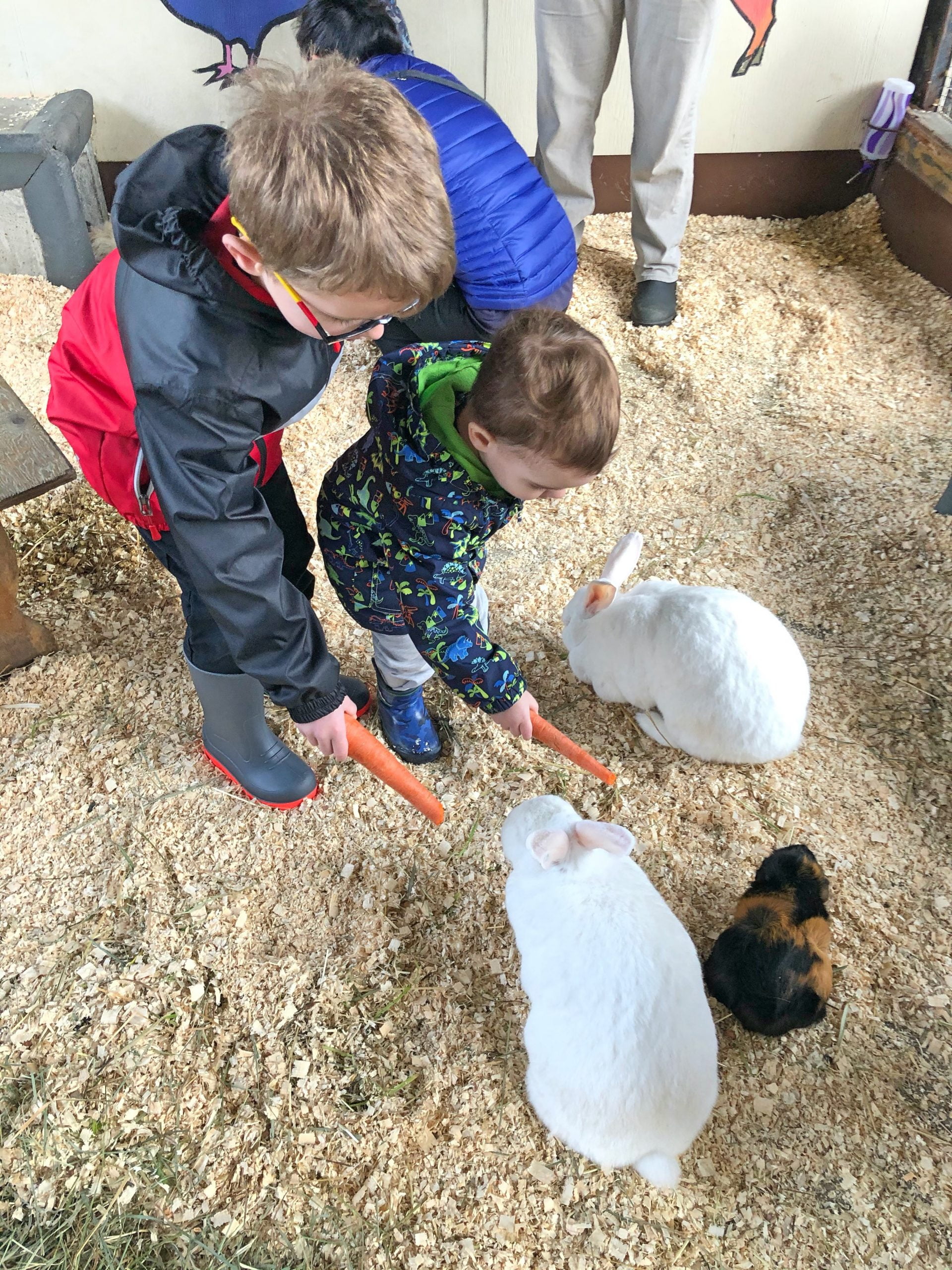 Kids Feeding Bunnies Carrots at Maplewood Farm