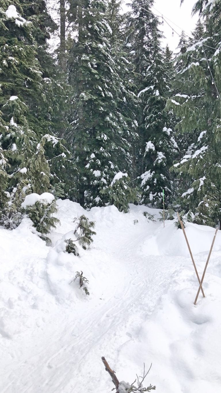 Snowy Trail with Green Trees on Cypress Mountain